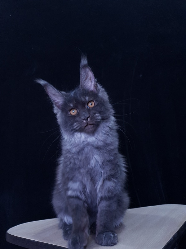 Tilda  Akbars - Kitten maine-coon 3 months 3.5 weeks