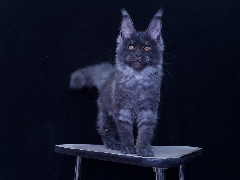 Tilda  Akbars - Kitten maine-coon 3 months 3.5 weeks