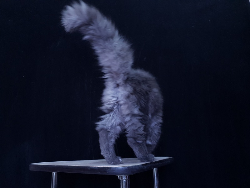 Tilda  Akbars - Kitten maine-coon 3 months 3.5 weeks