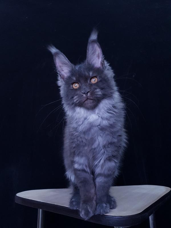 Tilda  Akbars - Kitten maine-coon 3 months 3.5 weeks