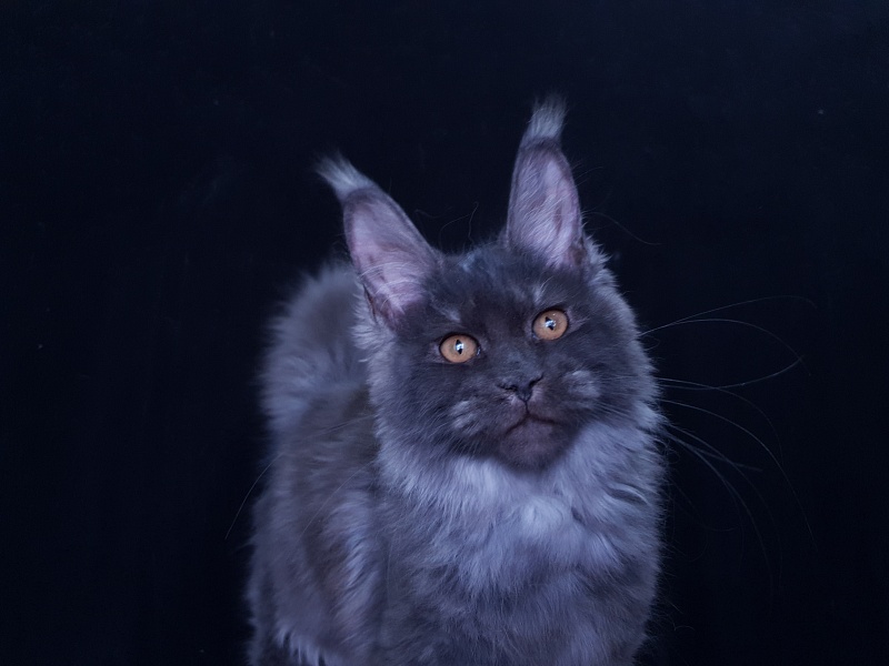 Tilda  Akbars - Kitten maine-coon 3 months 3.5 weeks