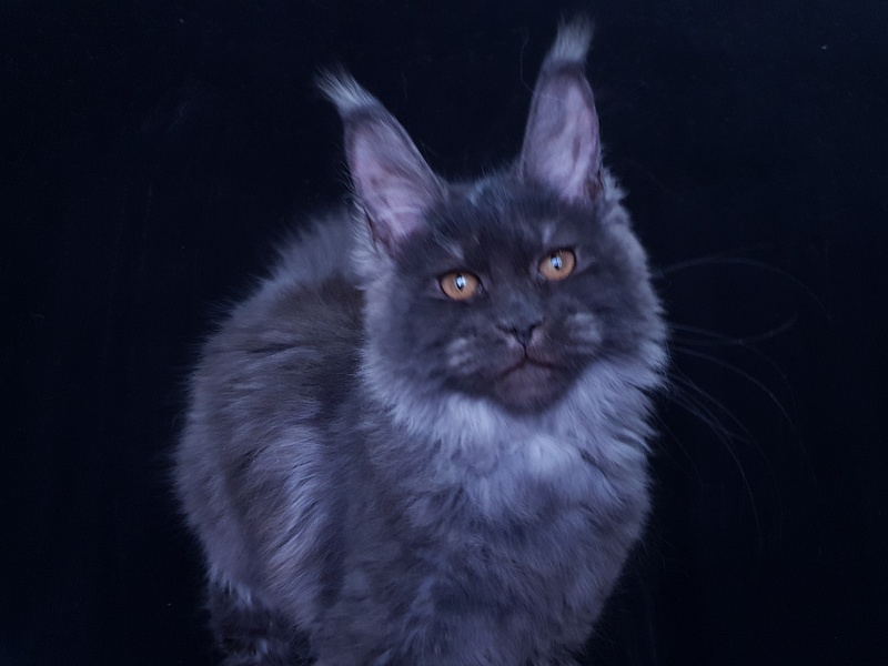 Tilda  Akbars - Kitten maine-coon 3 months 3.5 weeks