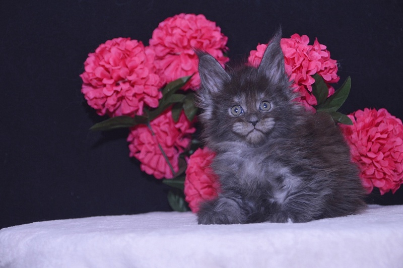 Tilda  Akbars - Kitten maine-coon 4 weeks