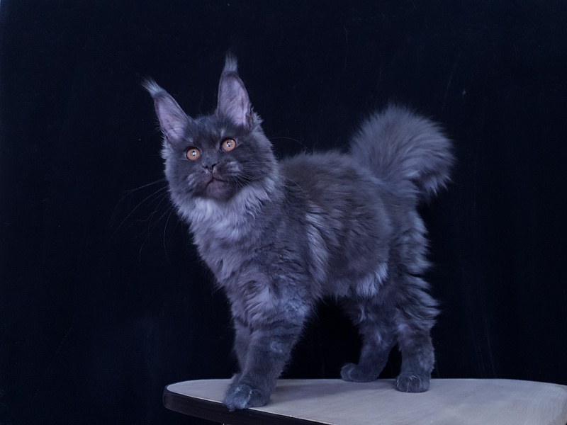 Tilda  Akbars - Kitten maine-coon 3 months 3.5 weeks