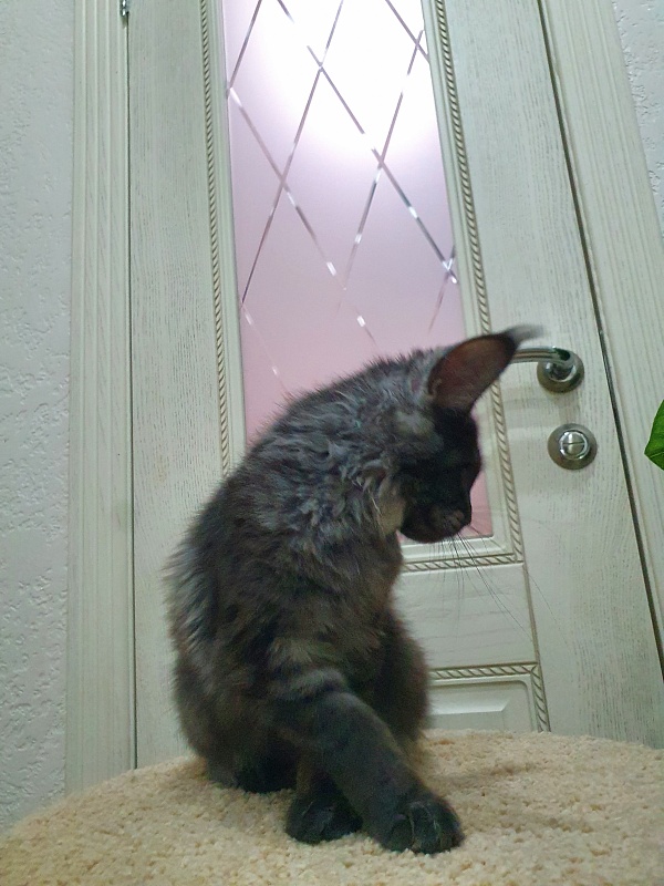 Tilda  Akbars - Kitten maine-coon 4 months 0.5 weeks