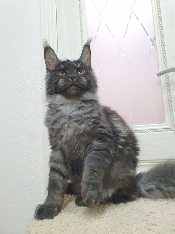 Tilda  Akbars - Kitten maine-coon 4 months 0.5 weeks