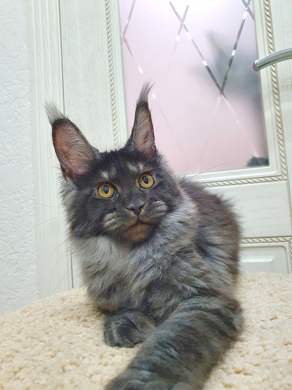 Tilda  Akbars - Kitten maine-coon 4 months 0.5 weeks
