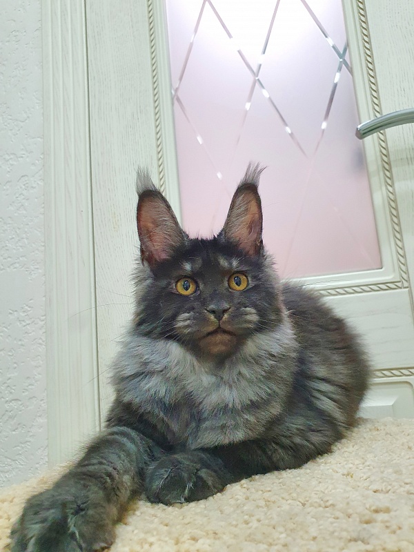 Tilda  Akbars - Kitten maine-coon 4 months 0.5 weeks