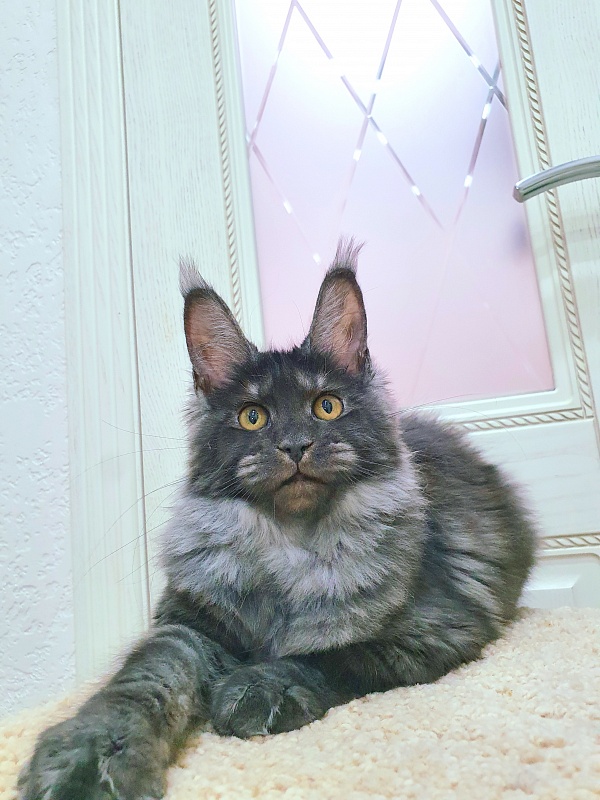 Tilda  Akbars - Kitten maine-coon 4 months 0.5 weeks