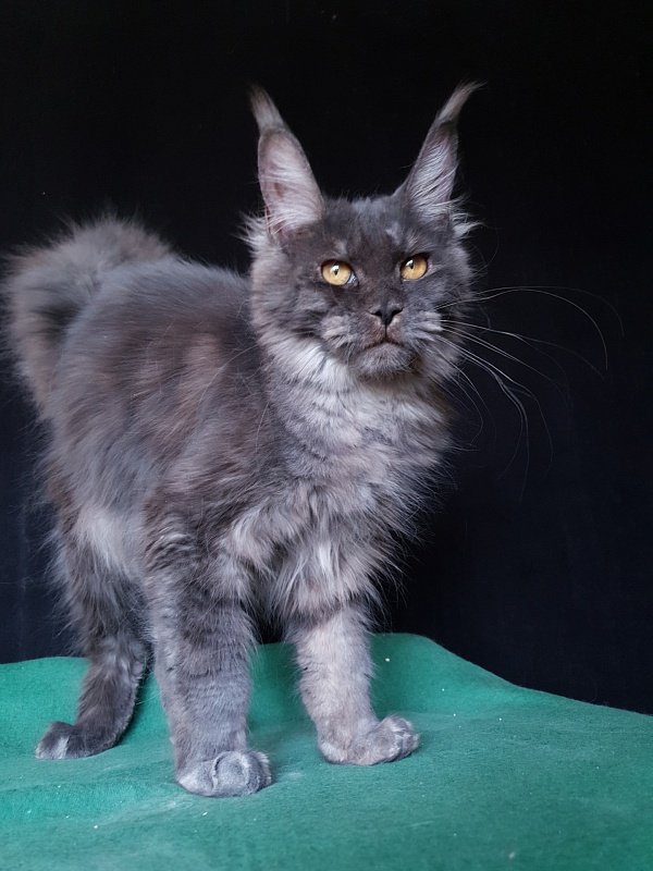 Tilda  Akbars - Kitten maine-coon 6 months 3 weeks