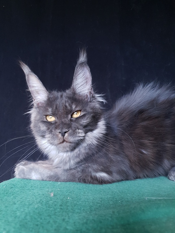 Tilda  Akbars - Kitten maine-coon 6 months 3 weeks