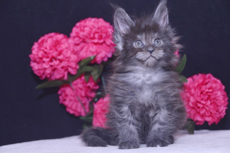 Tilda  Akbars - Kitten maine-coon 4 weeks