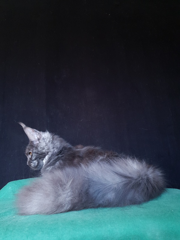 Tilda  Akbars - Kitten maine-coon 6 months 3 weeks