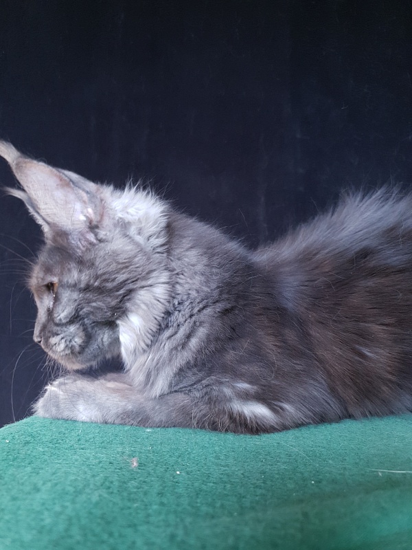 Tilda  Akbars - Kitten maine-coon 6 months 3 weeks