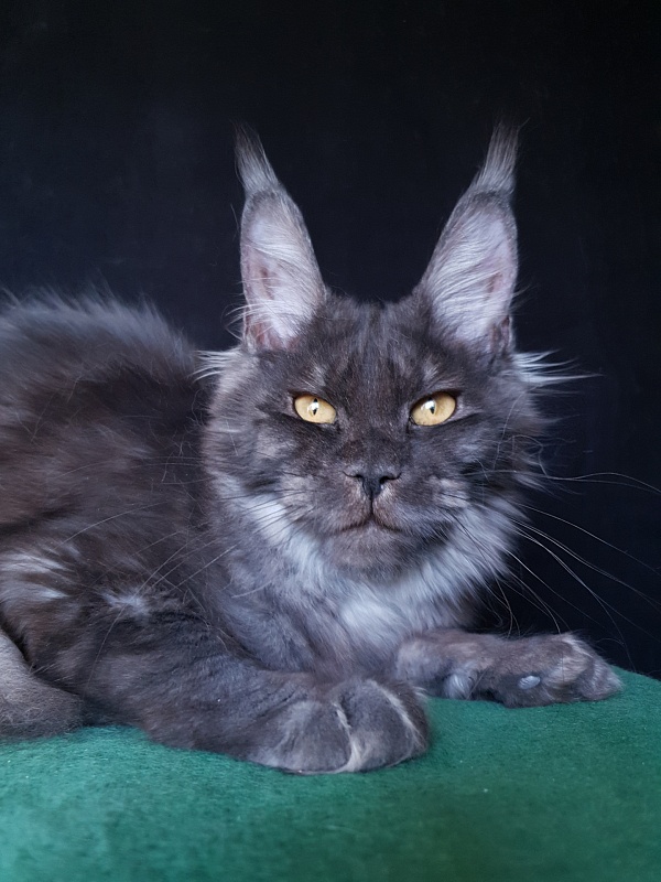 Tilda  Akbars - Kitten maine-coon 6 months 3 weeks