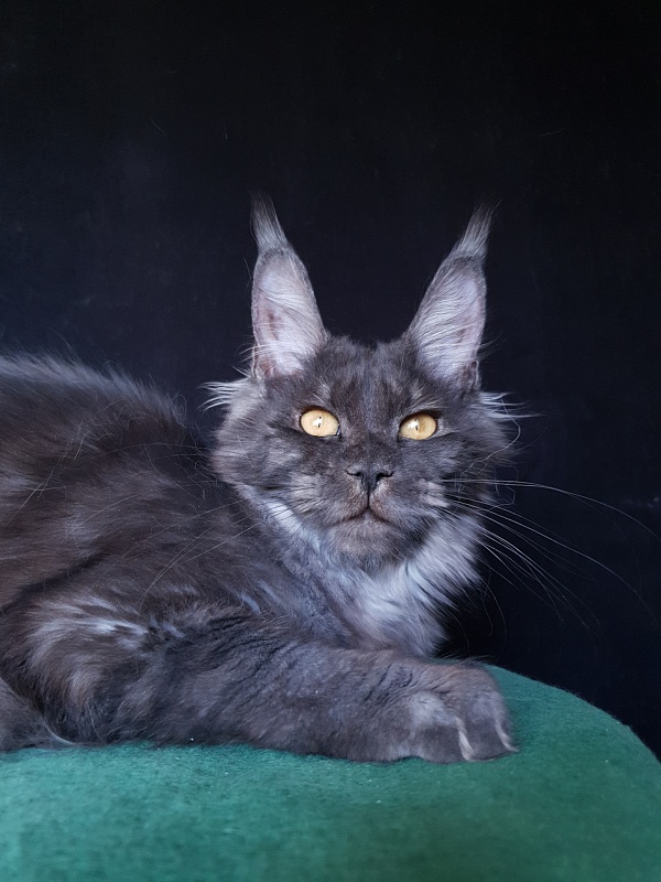 Tilda  Akbars - Kitten maine-coon 6 months 3 weeks