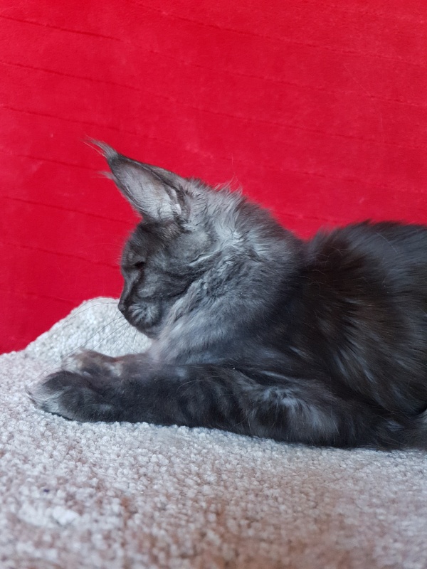 Tilda  Akbars - Junior maine-coon 7 months 1.5 week