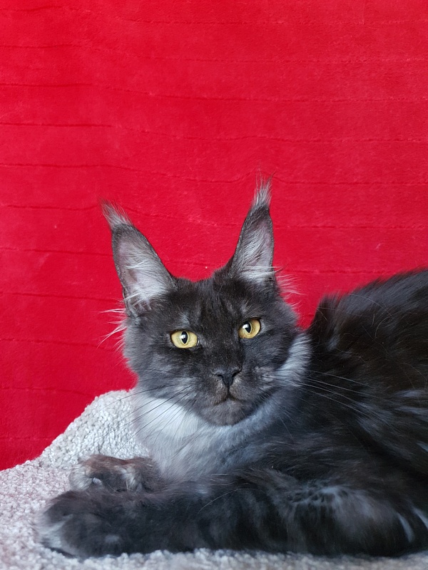 Tilda  Akbars - Junior maine-coon 7 months 1.5 week