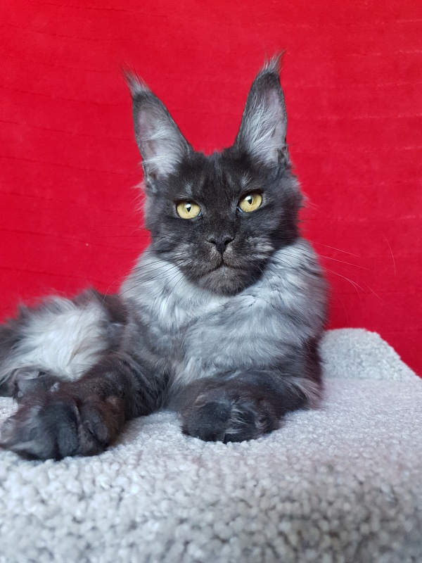 Tilda  Akbars - Junior maine-coon 7 months 1.5 week