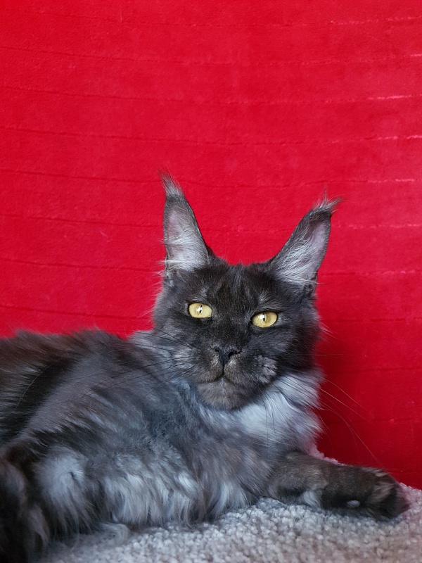 Tilda  Akbars - Junior maine-coon 7 months 1.5 week