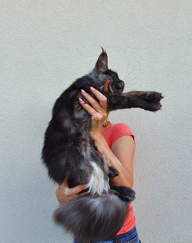 Tilda  Akbars - Junior maine-coon 7 months 1.5 week