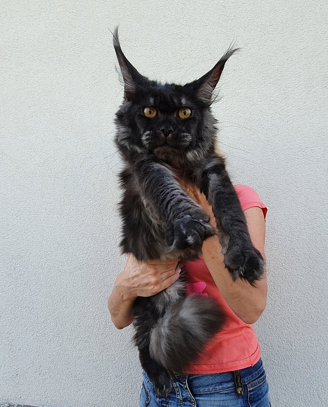 Tilda  Akbars - Junior maine-coon 7 months 1.5 week