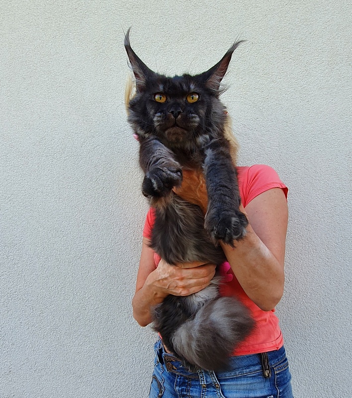 Tilda  Akbars - Junior maine-coon 7 months 1.5 week