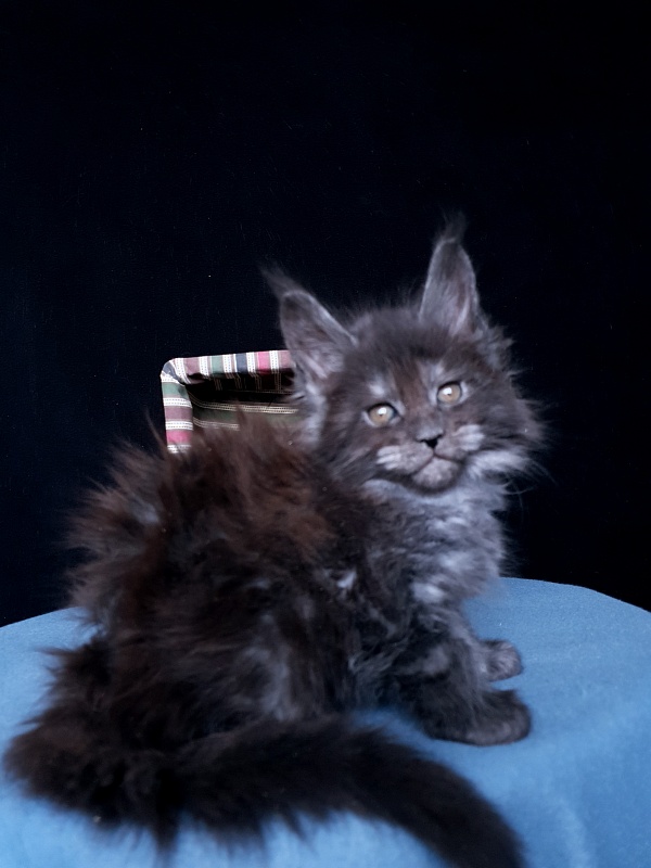Tilda  Akbars - Kitten maine-coon 1 month 1 week