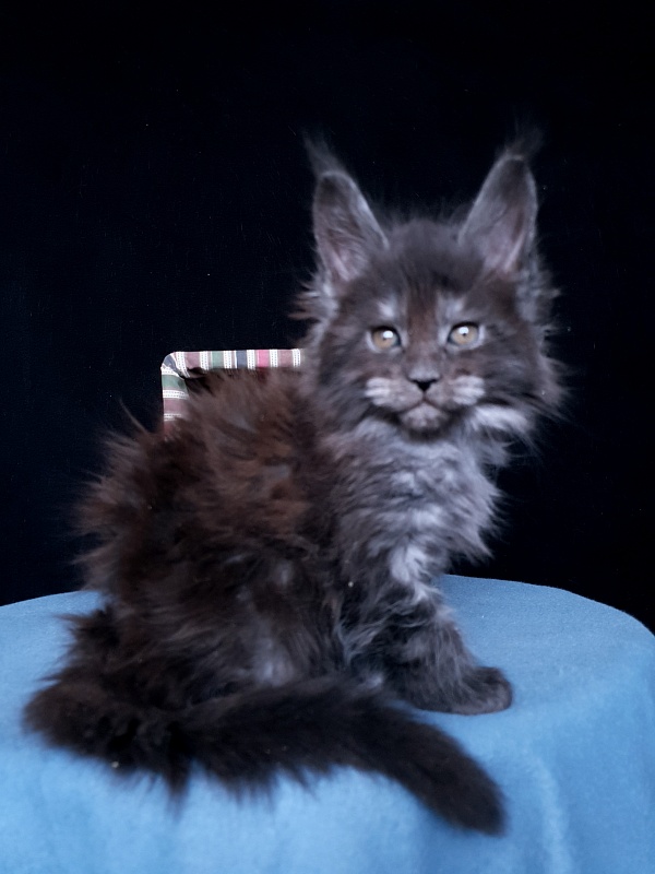 Tilda  Akbars - Kitten maine-coon 1 month 1 week