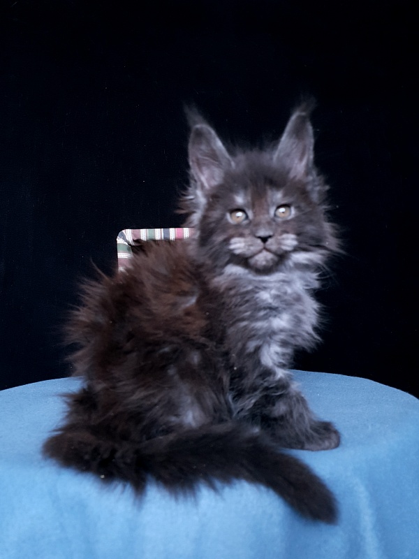 Tilda  Akbars - Kitten maine-coon 1 month 1 week