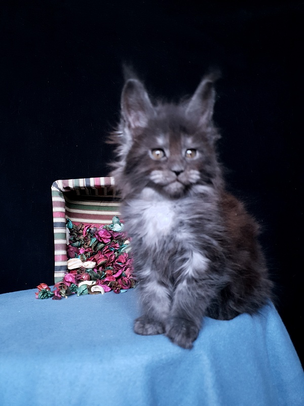 Tilda  Akbars - Kitten maine-coon 1 month 1 week