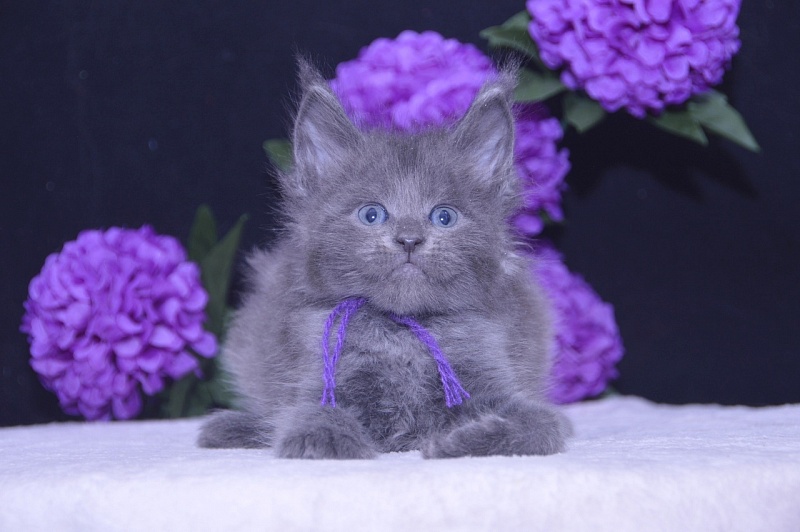 Talisman  Akbars - Kitten maine-coon 4 weeks