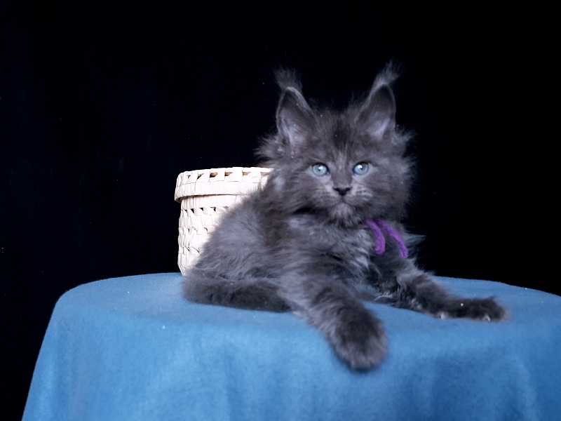 Talisman  Akbars - Kitten maine-coon 1 month 1 week