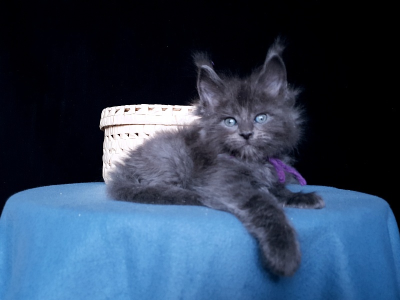 Talisman  Akbars - Kitten maine-coon 1 month 1 week