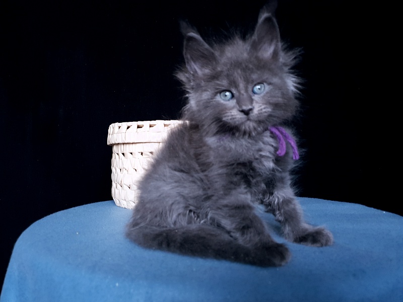 Talisman  Akbars - Kitten maine-coon 1 month 1 week