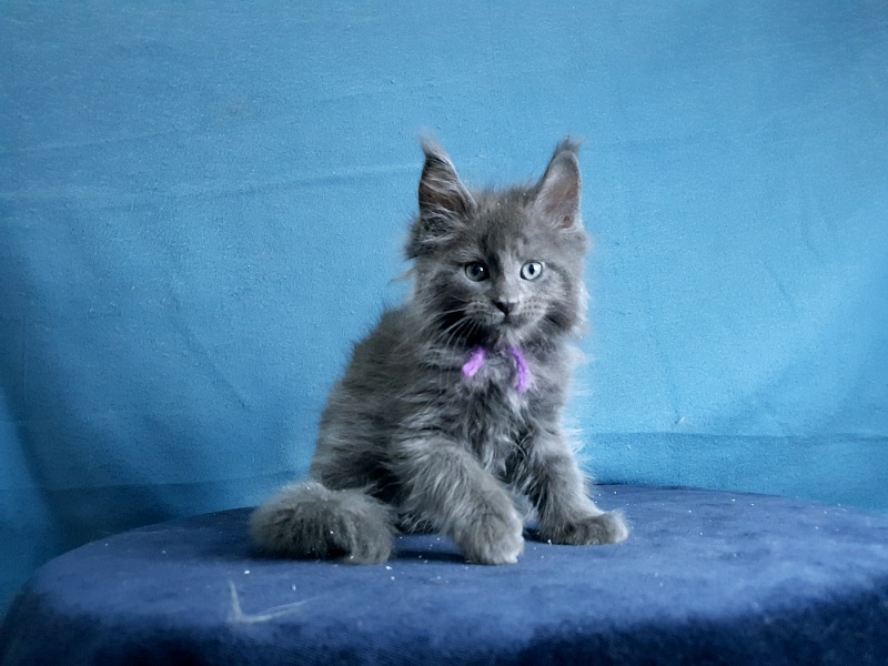 Talisman  Akbars - Kitten maine-coon 1 month 2 weeks