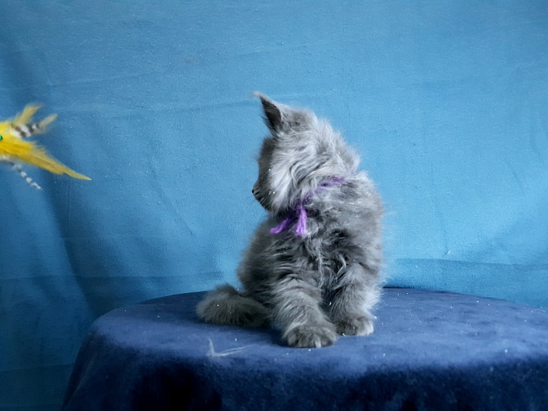 Talisman  Akbars - Kitten maine-coon 1 month 2 weeks