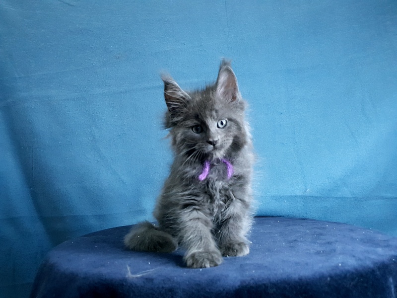 Talisman  Akbars - Kitten maine-coon 1 month 2 weeks