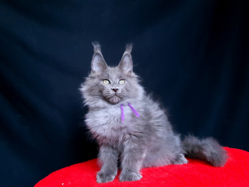 Talisman  Akbars - Kitten maine-coon 2 months 2.5 weeks