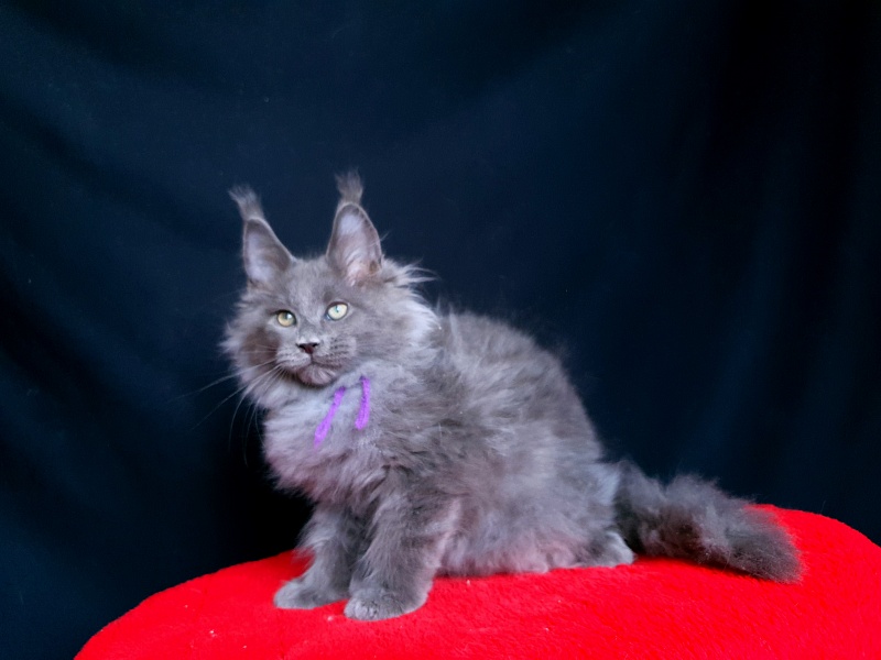 Talisman  Akbars - Kitten maine-coon 2 months 2.5 weeks