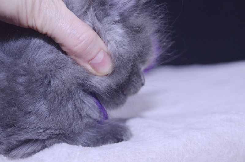 Talisman  Akbars - Kitten maine-coon 4 weeks