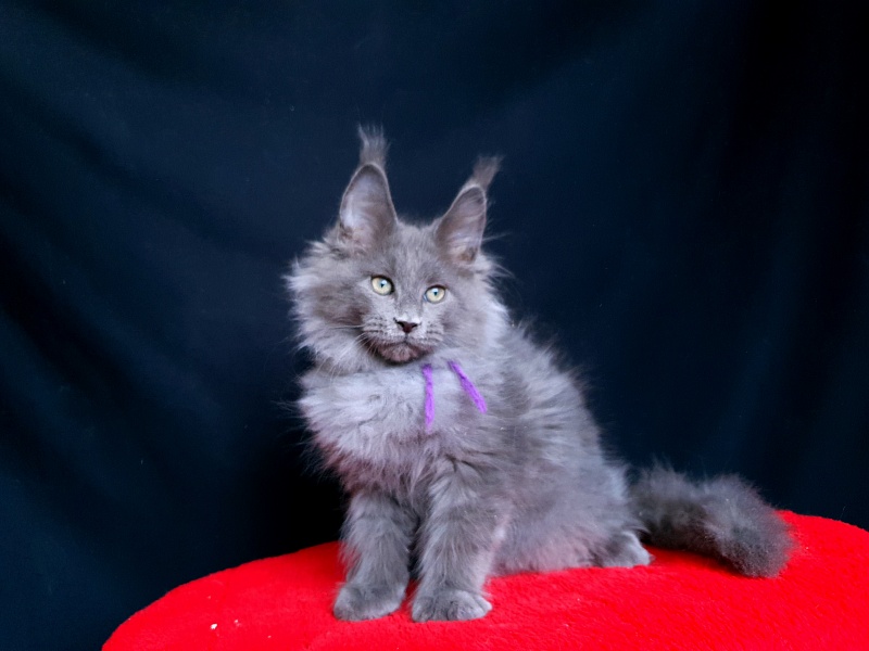 Talisman  Akbars - Kitten maine-coon 2 months 2.5 weeks