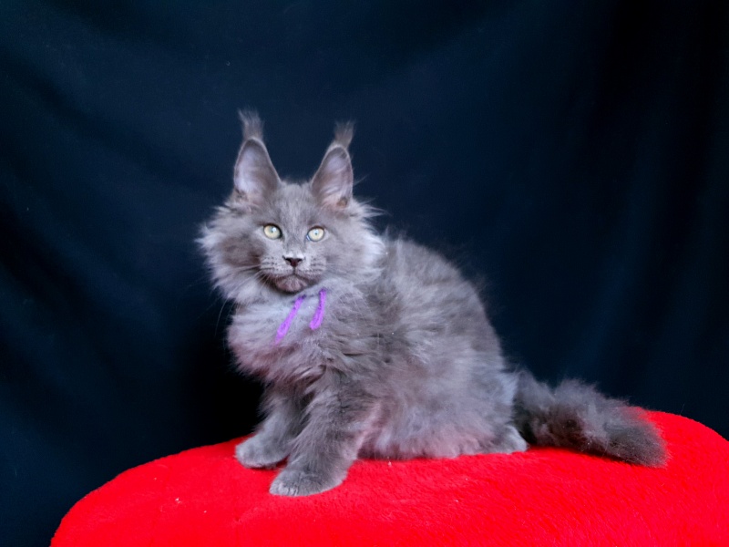 Talisman  Akbars - Kitten maine-coon 2 months 2.5 weeks
