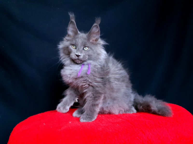 Talisman  Akbars - Kitten maine-coon 2 months 2.5 weeks