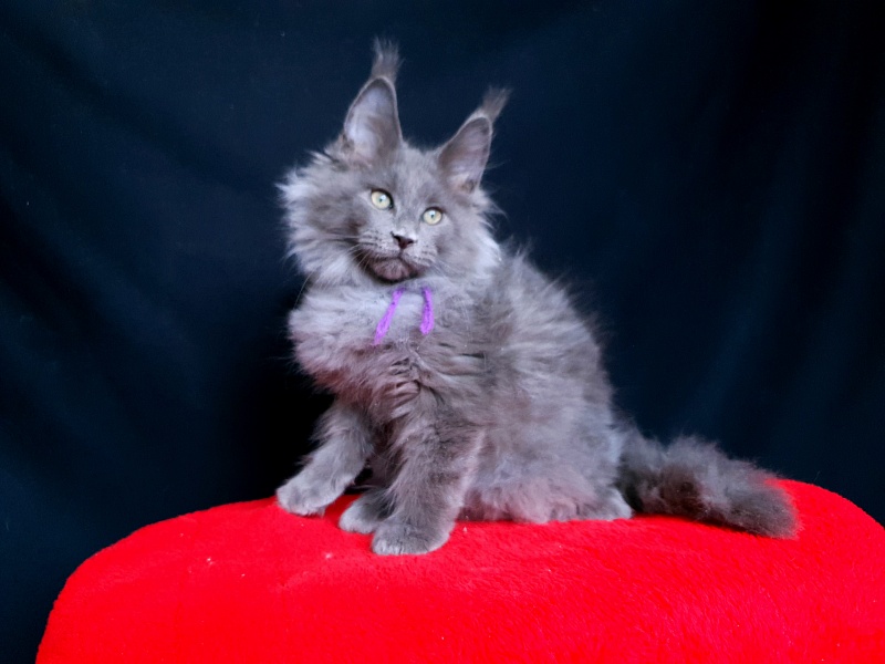 Talisman  Akbars - Kitten maine-coon 2 months 2.5 weeks