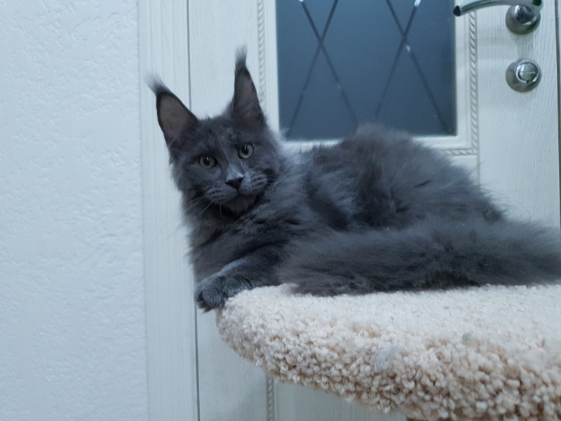 Talisman  Akbars - Kitten maine-coon 4 months