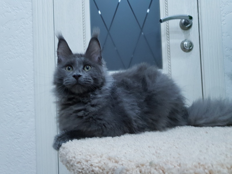 Talisman  Akbars - Kitten maine-coon 4 months