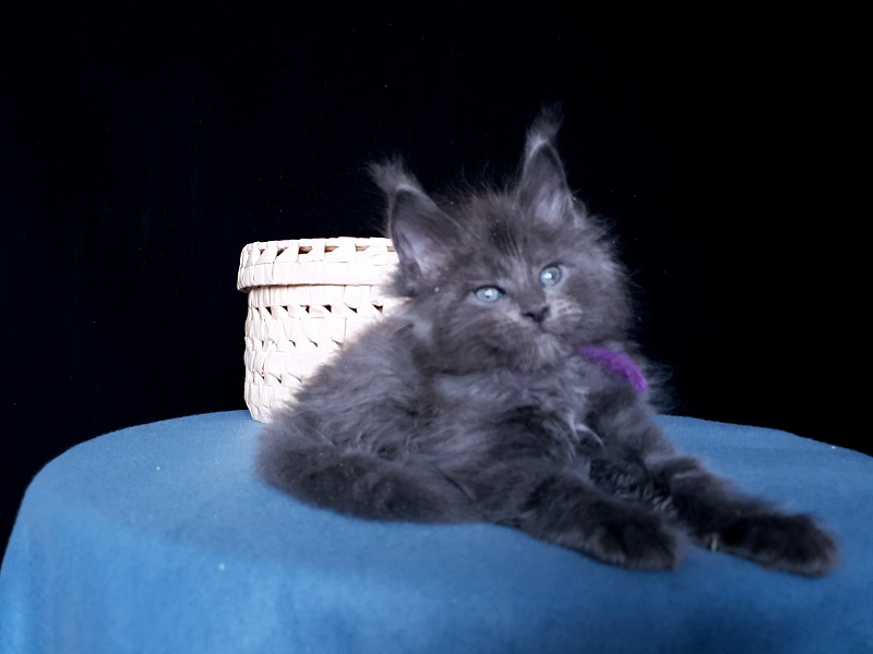 Talisman  Akbars - Kitten maine-coon 1 month 1 week