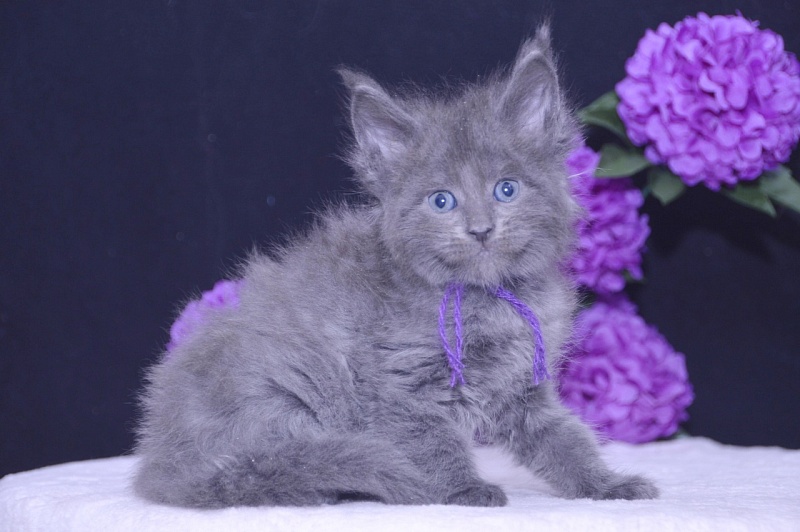 Talisman  Akbars - Kitten maine-coon 4 weeks