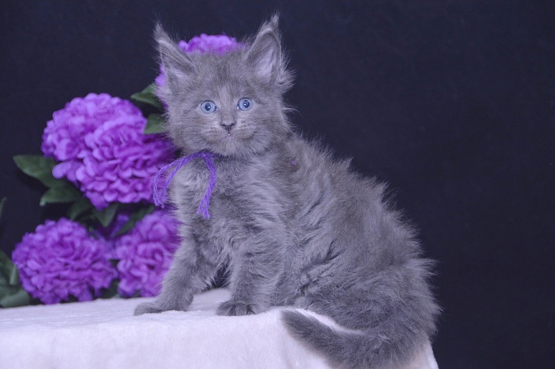 Talisman  Akbars - Kitten maine-coon 4 weeks